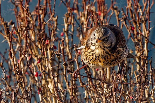 Fieldfare photographed with a telephoto lens.
