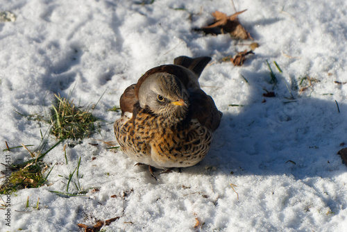 Fieldfare photographed with a telephoto lens.
