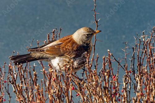 Bilde på lerret Fieldfare photographed with a telephoto lens.