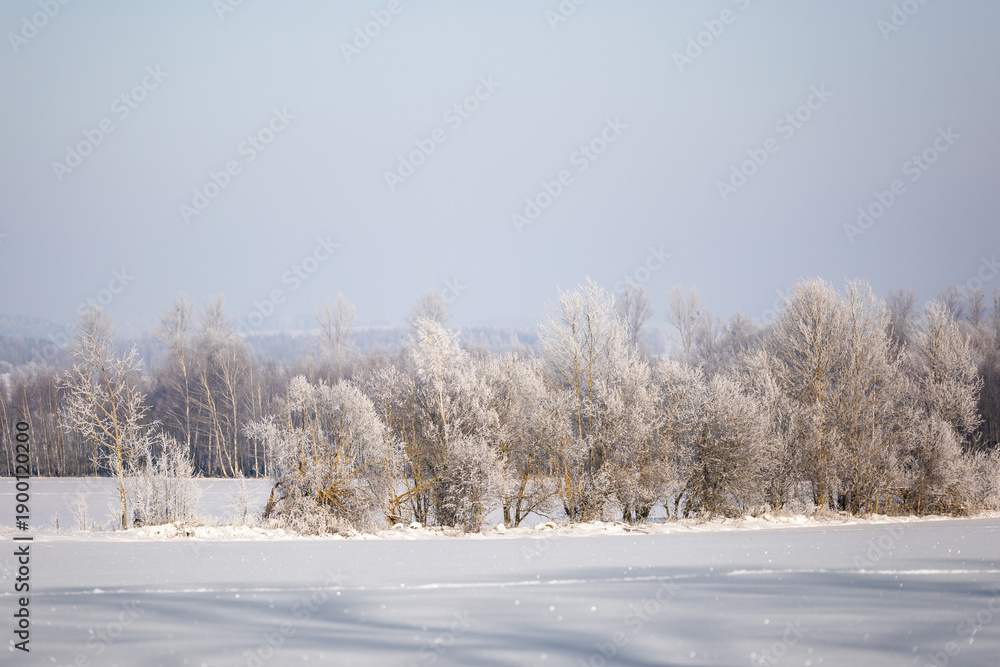 Fototapeta premium winter forest landscape with snow