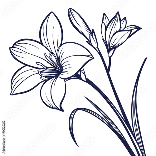 zephyranthes robusta line art flower