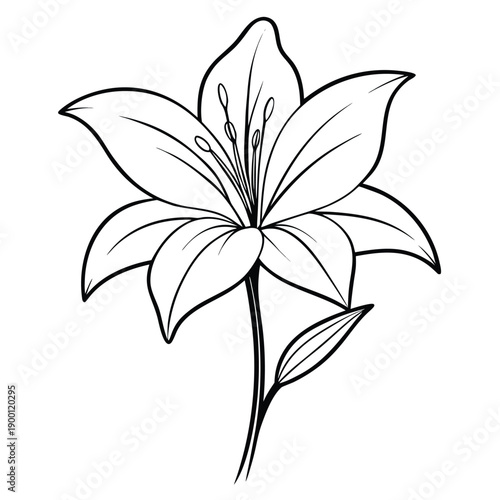 zephyranthes robusta line art vector on white background