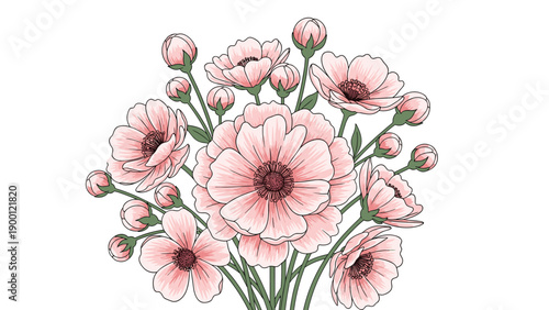 Dense bouquet of beautiful pink cosmos flowers and numerous small buds in a delicate botanical arrangement on white.