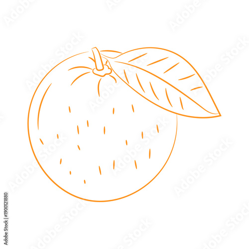 Simple Hand-Drawn Orange Fruit Outline Art on White