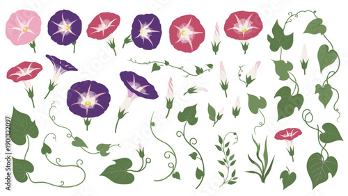 Vibrant collection of morning glory flower illustrations features various blooms in shades of purple and pink with curling green vines and leaves.