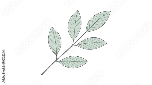 Simple botanical illustration depicts a single slender branch with four neatly arranged green leaves featuring detailed vein patterns.
