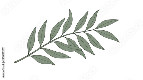 Detailed botanical illustration showcases a single branch with numerous long narrow green leaves sprouting from both sides of the central stem.