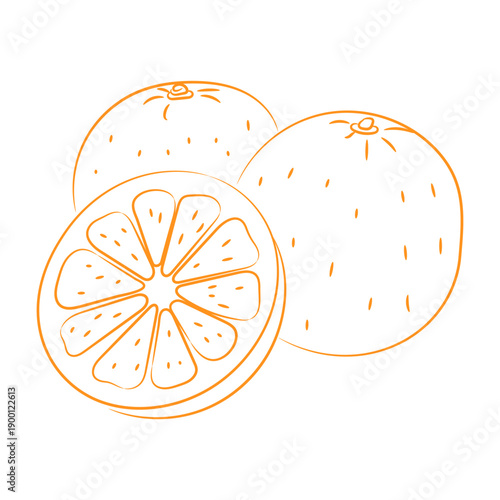 Simple Vector Doodle of Fresh Citrus Fruits on White
