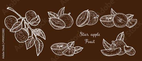 Set of star apple cainito sketch on dark background. Hand drawn vector illustration in vintage linear style. Caimito tropical fruit for food packaging.