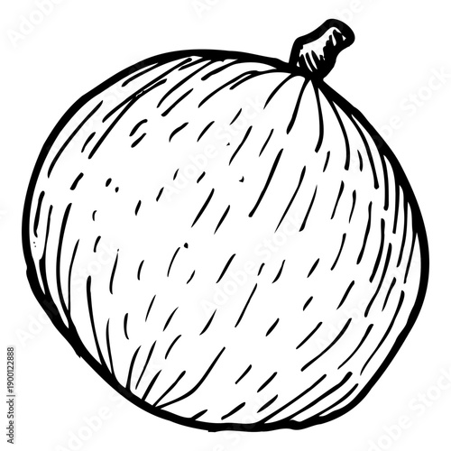 Star apple caimito vector illustration of a whole fruit isolated on a white background, drawn in vintage line art style with hand drawn sketch details and botanical aesthetics.