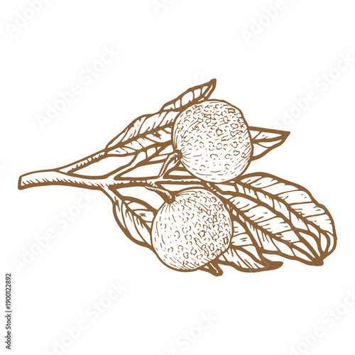 Branch of longan tree isolated on white. Vector illustration in linear sketch style. Outline brown longan fruit.