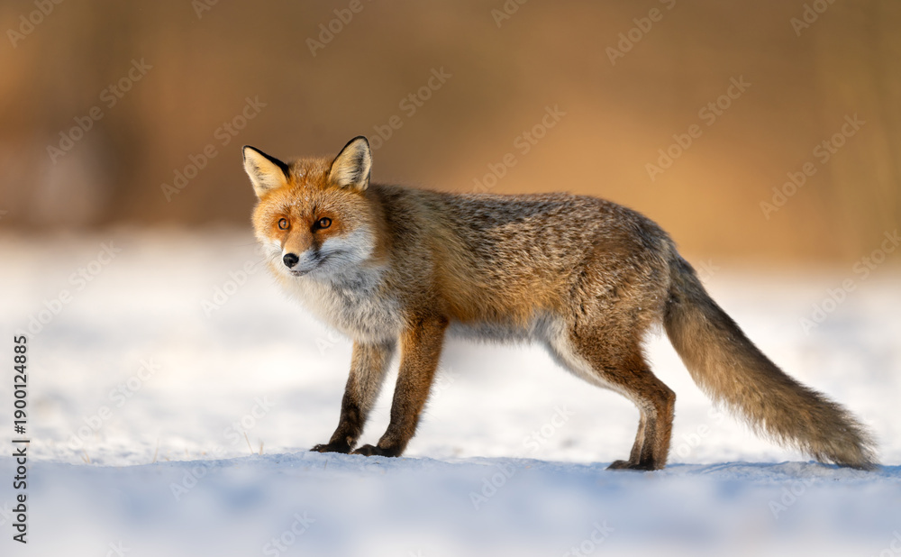 Obraz premium Red fox ( Vulpes vulpes ) in winter scenery