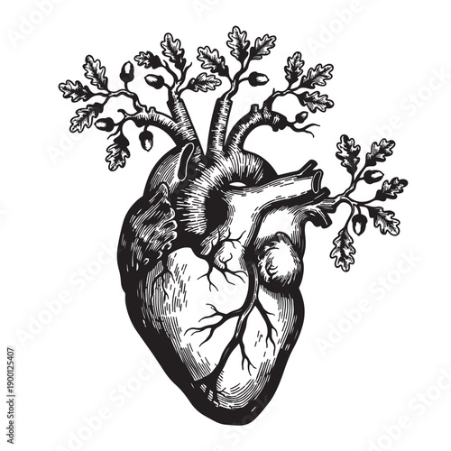Vector anatomical heart with sprouting branches and leaves, engraving style illustration isolated on White Background