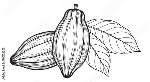Vector illustration of cacao pod with leaves, for food or beverage branding, packaging or marketing materials isolated on White Background