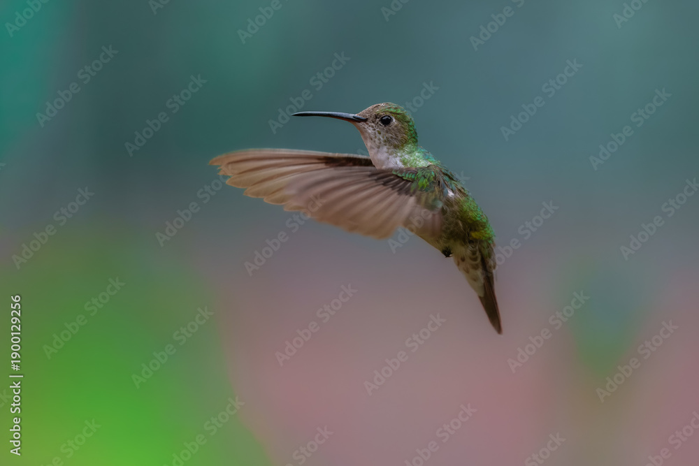 Fototapeta premium The endemic Green-and-white Hummingbird (Elliotomyia viridicauda) perched on a branch, showcasing its white underparts and iridescent green plumage in the Sacred Valley, Peru.