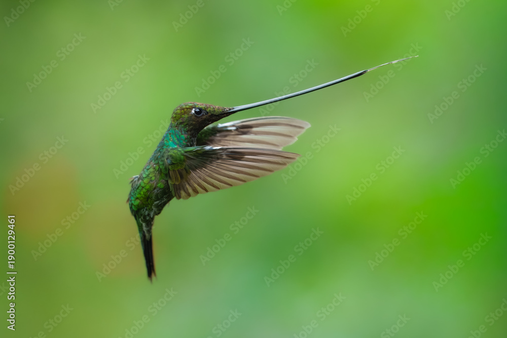 Naklejka premium The remarkable Sword-billed Hummingbird (Ensifera ensifera) with its characteristic long bill perched on a branch at the Santuario de Colibríes in the Peruvian Andes.