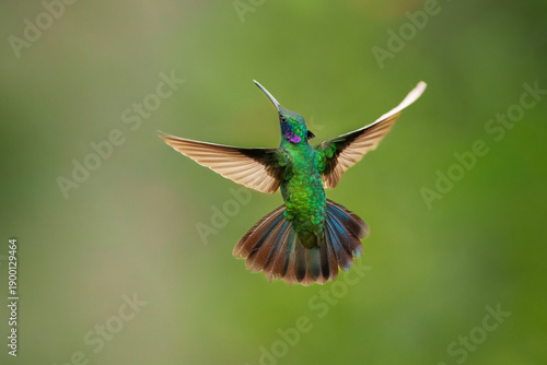 Stunning macro photograph of a Lesser Violetear hummingbird (Colibri cyanotus) in flight, highlighting its iridescent emerald-green feathers and striking violet-blue ear patch against a background.