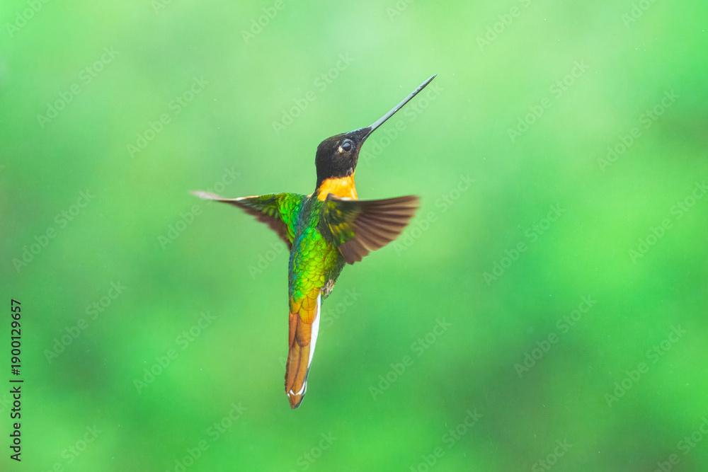 Fototapeta premium Male Gould's Inca hummingbird (Coeligena inca) captured in mid-flight, showcasing its dark head, golden-green body, distinct rufous collar, and white outer tail feathers against a soft green backgroun
