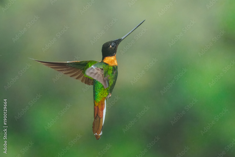 Fototapeta premium Male Gould's Inca hummingbird (Coeligena inca) captured in mid-flight, showcasing its dark head, golden-green body, distinct rufous collar, and white outer tail feathers against a soft green backgroun