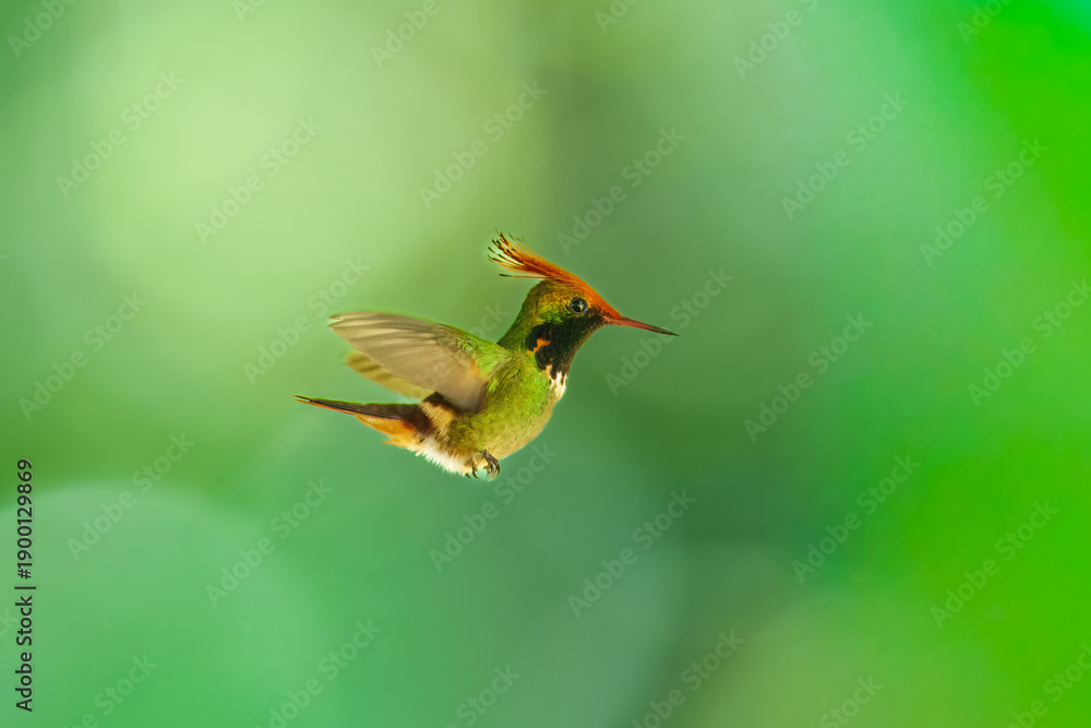 Fototapeta premium Male Rufous-crested Coquette hummingbird (Lophornis delattrei) hovering in flight, showcasing its vibrant orange spiky crest and green iridescent plumage against a lush green bokeh background.