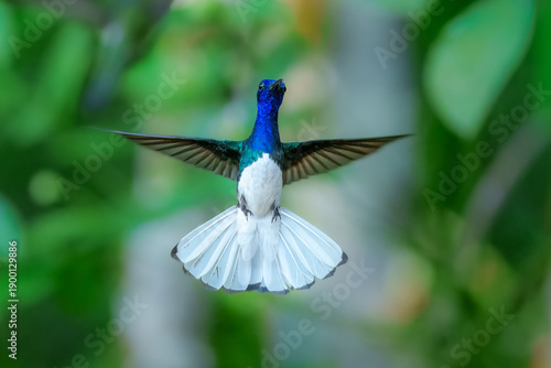 Male White-necked Jacobin hummingbird (Florisuga mellivora) hovering and feeding on white Bleeding Heart Vine flowers in a tropical garden.