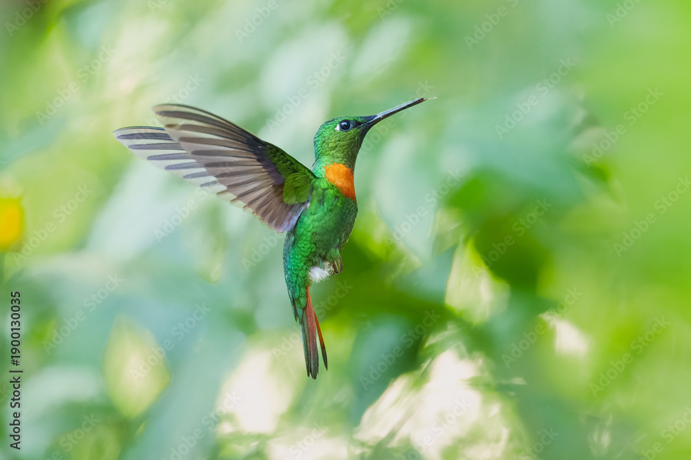 Naklejka premium Male Gould's Jewelfront hummingbird (Heliodoxa aurescens) in flight, showing its iridescent green plumage, violet forehead, and characteristic rufous breast band against a blurred green jungle backgro