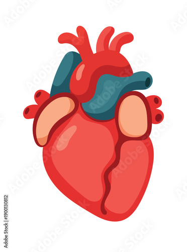 Anatomical heart. Flat vector clipart, illustration with isolated background.