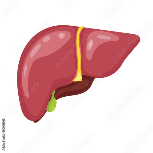 Anatomical liver. Flat vector clipart, illustration with isolated background.