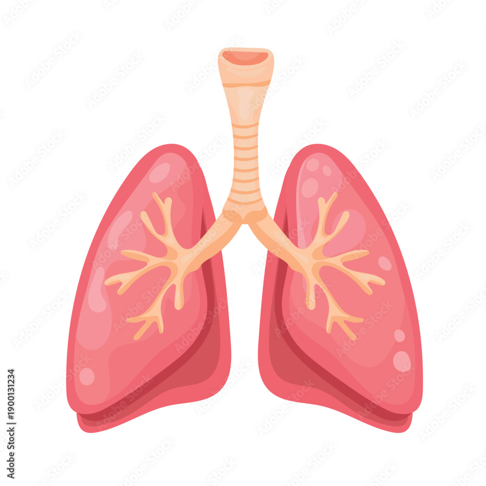 Fototapeta premium Anatomical lungs. Flat vector clipart, illustration with isolated background.