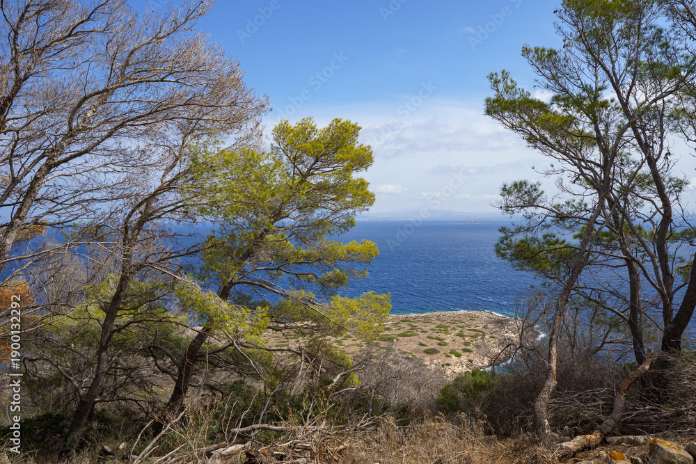 Obraz premium A unique and artful image of a pine tree trunk curved into a U-shape, naturally framing three tall, dead Agave flower stalks against the rugged hillside backdrop of Levanzo Island, symbolizing unique 
