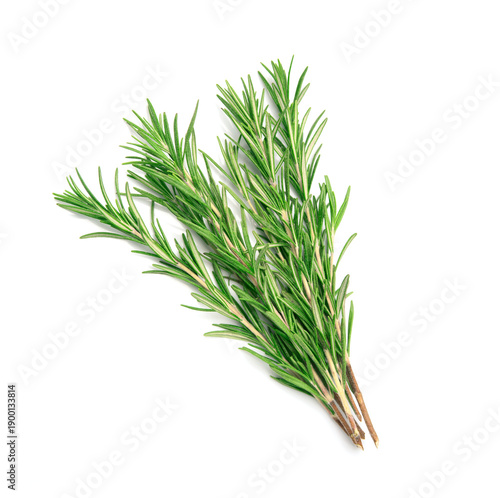 Twig of rosemary