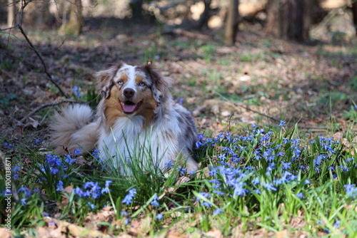 australian shepherd and flowers