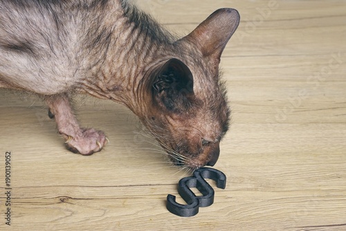 Exotic cat looking curious to a paragraph sign - Concept of Animal Rights and torture breeding. 