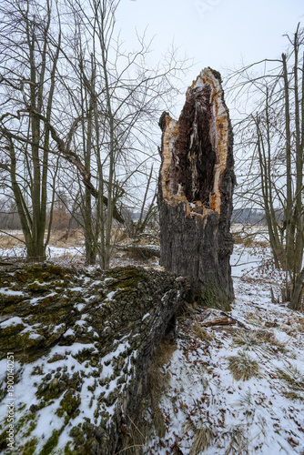 Φωτογραφία A broken oak trunk with a hollow inside and a fallen log in winter with snow