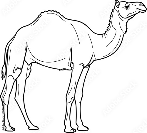 Black and White Line Art Illustration of a Standing Dromedary Camel Isolated on White Background for Desert Wildlife and Animal Coloring Page Design