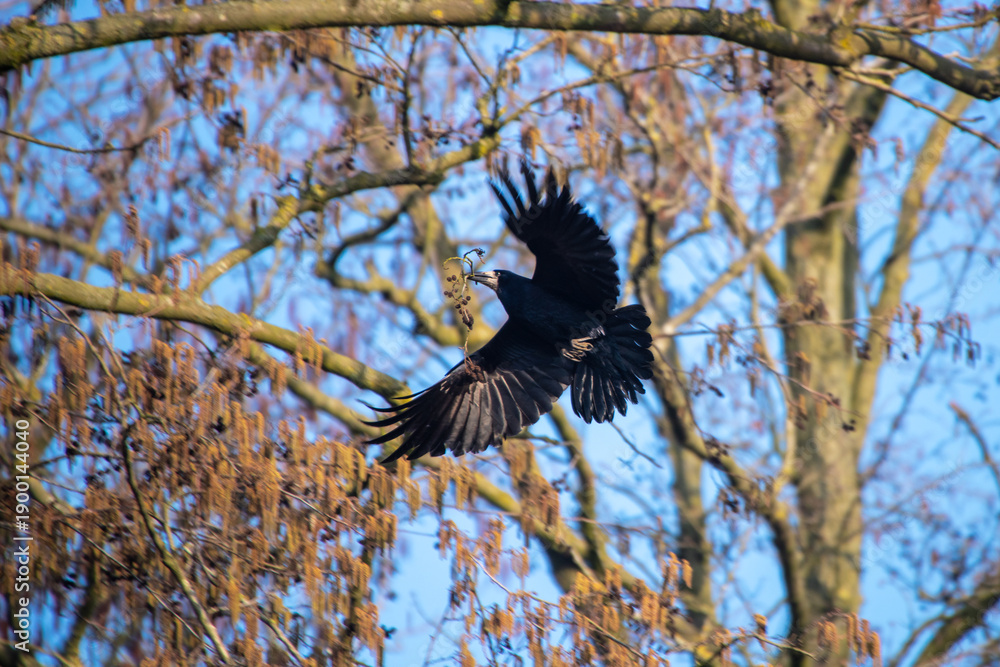 Obraz premium Krähe im Flug durch einen Wald mit Nistmaterial im Schnabel, Frühlingsbeginn