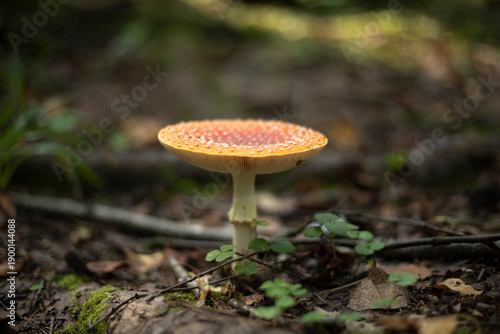 Red fly agaric in the forest. Magical mushroom. Red cap mushroom.