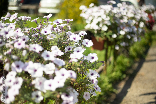 Flowers in the garden in the summer. Flowers in the street. Beautiful inflorescences.