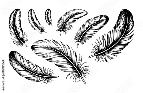 Collection of black and white detailed feather a white background quill plume