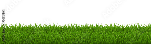 Green Grass Border Isolated White Background