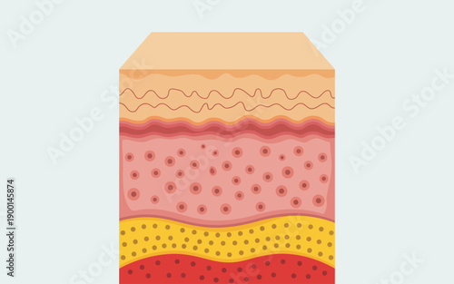 Cross section of human skin layers showing epidermis dermis and subcutaneous tissue with cells