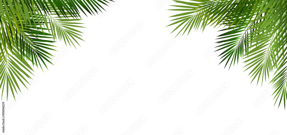 Fototapeta premium Green Palm Leaves Isolated White Background