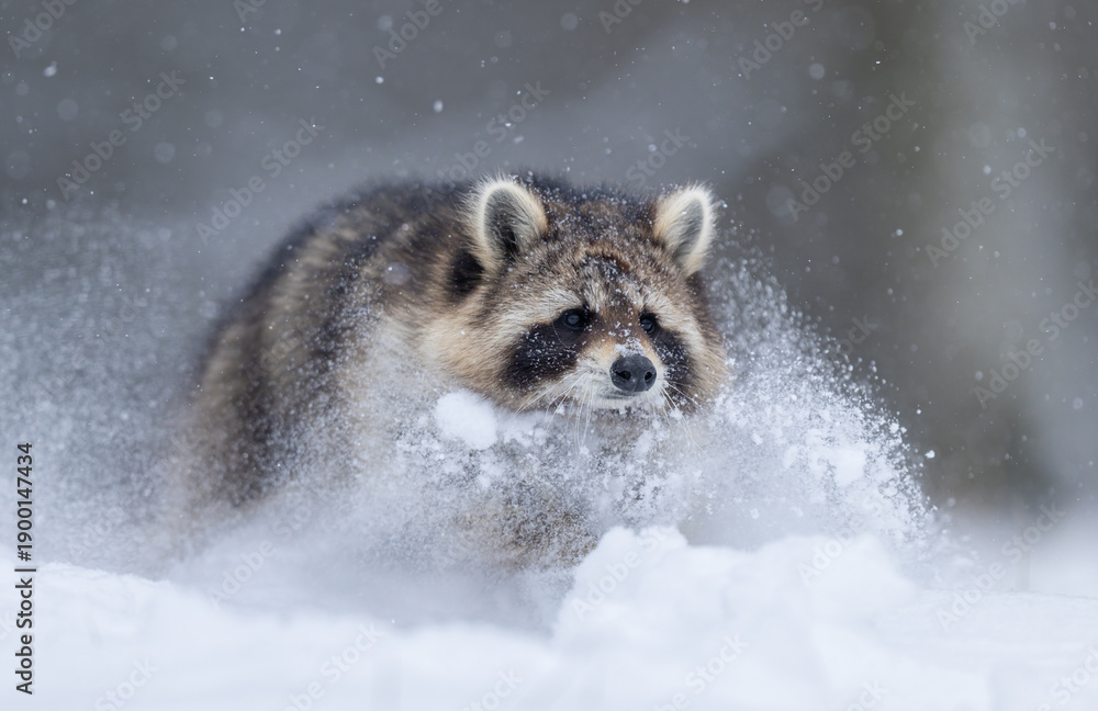 Fototapeta premium Racoon ( Procyon lotor ) close up
