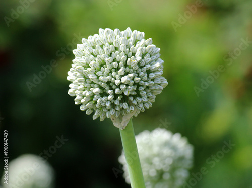 Onions, which are grown from seeds, bloom in summer.