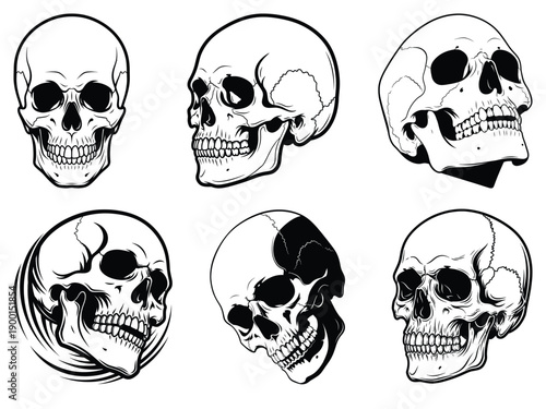 uman Skull Anatomy Reference Set - Vector Illustration of Cranium from Multiple Angles
