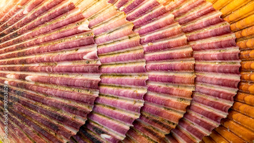 Wallpaper Mural seis conchas de vieira Torontodigital.ca