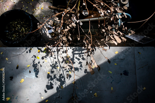 Nature Shadows on Concrete Surface