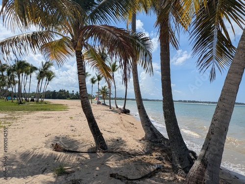 Peaceful beach in the Caribbean with palm trees, Puerto Rico