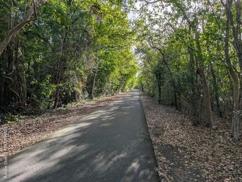 Paved path through forest, Puerto Rico