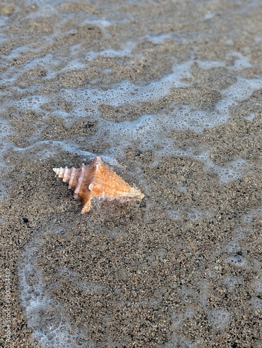 Seashell in Ocean, Puerto Rico